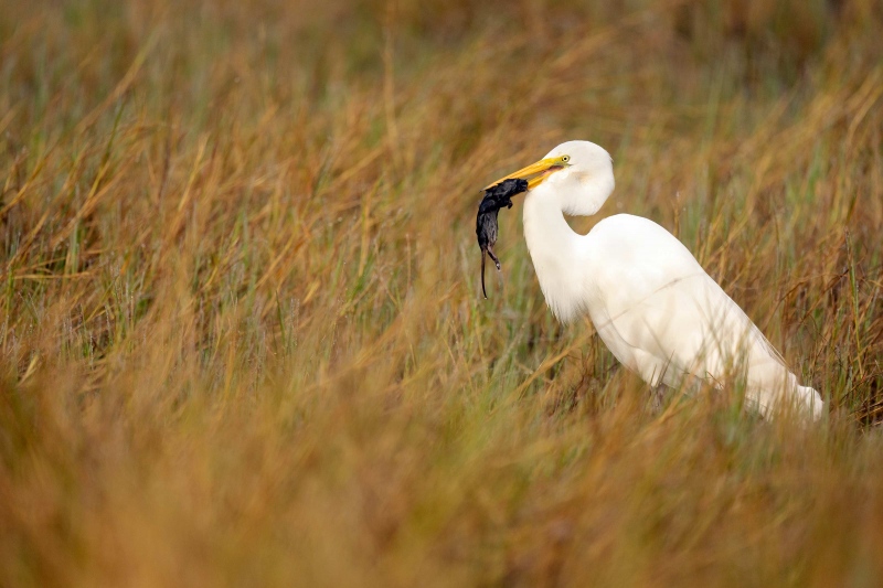 Great-Egret-3200-with-rodent-in-marsh-_A1B3038-Indian-Lake-Estates-FL