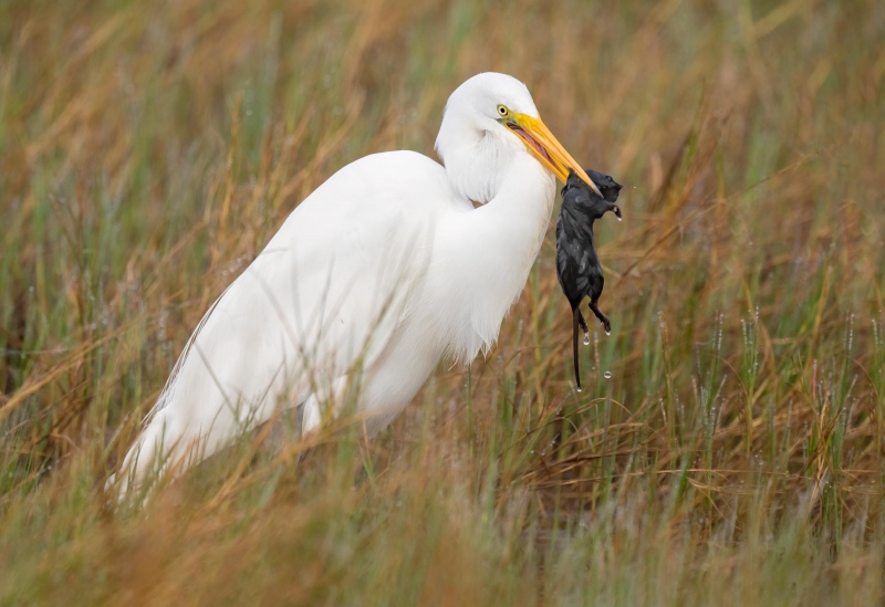 Great-Egret-with-rodent-3200-prey-in-marsh-_A1B3068-Indian-Lake-Estates-FL