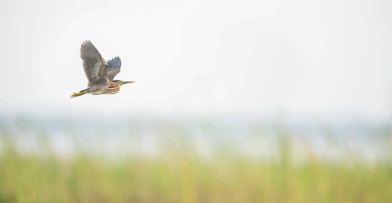 Green-Heron-3200-juvenile-in-flight-over-marsh-wings-up-_A1G2937-Indian-Lake-Estates-FL