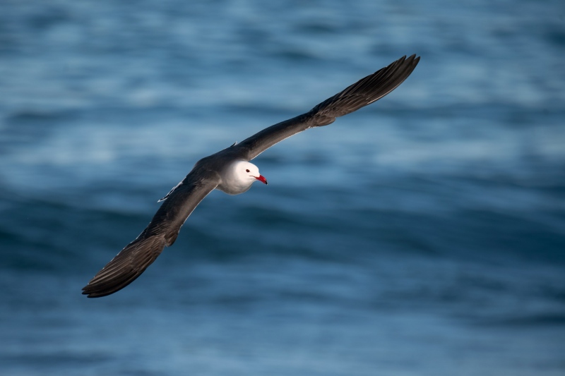 Heermans-Gull-3200-adult-in-flight-_MAI8218-San-Diego-CA