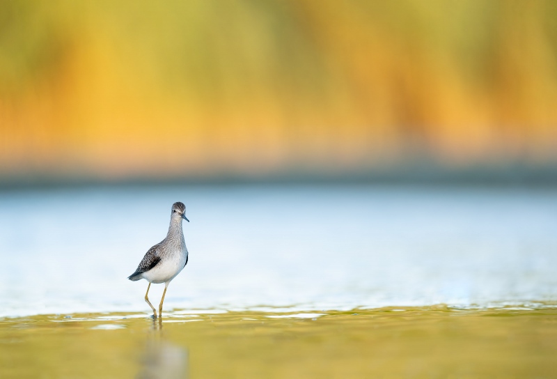 Lesser-Yellowlegs-3200-juvenile-small-in-the-frame-_A1G4411-East-Pond-Jamaica-Bay-Wildlife-Refuge-Queens-NY