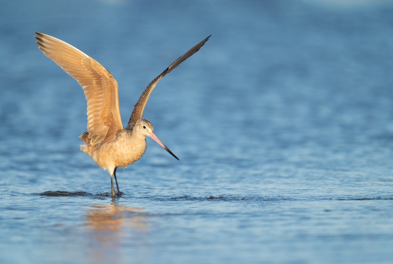 Marbled-Godwit-3200-landing-with-wings-raised-_A1B6942-Fort-DeSoto-Park-FL