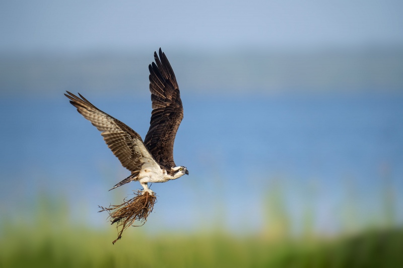 Osprey-3200-with-grasses-for-nest-post-fledging-_A1G9289Indian-Lake-Estates-FL-2
