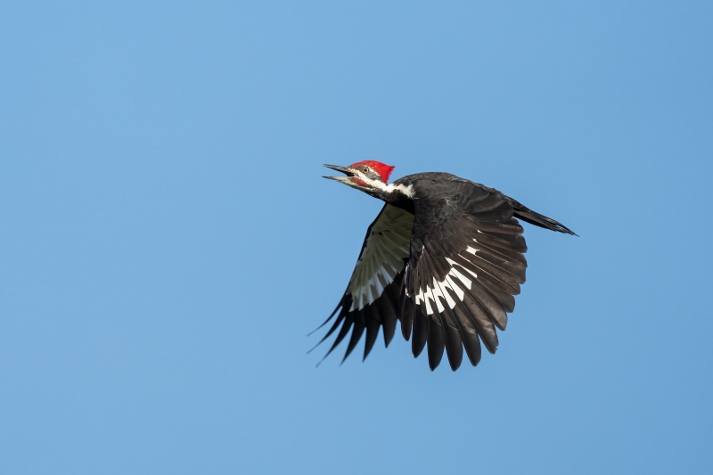 Pileated-Woodpecker-3200-wings-down-flight-_A1B1487-Indian-Lake-Estates-FL