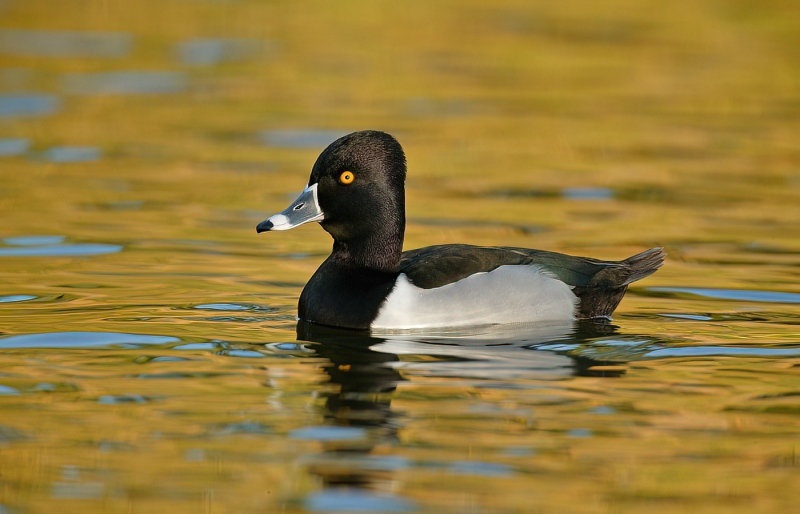 Ring-necked-Duck-1400-drake-yellow-water-Santee-CA-279T0094