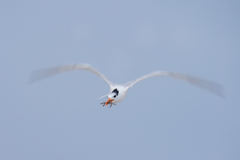 Royal-Tern-3200-w-crab-1-80-sec-another-bird-removed-_A1B2808-Jacksonville-FL