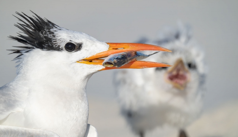 Royal-Tern-3200-with-fish-for-chick-_A1B9411-Jacksonville-FL-2