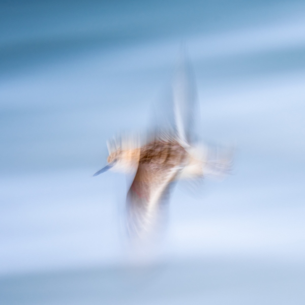 Sanderling-flight-blur-2400-_A1G1314Nickerson-Beach-Park-Lido-Beach-Long-Isand-NY