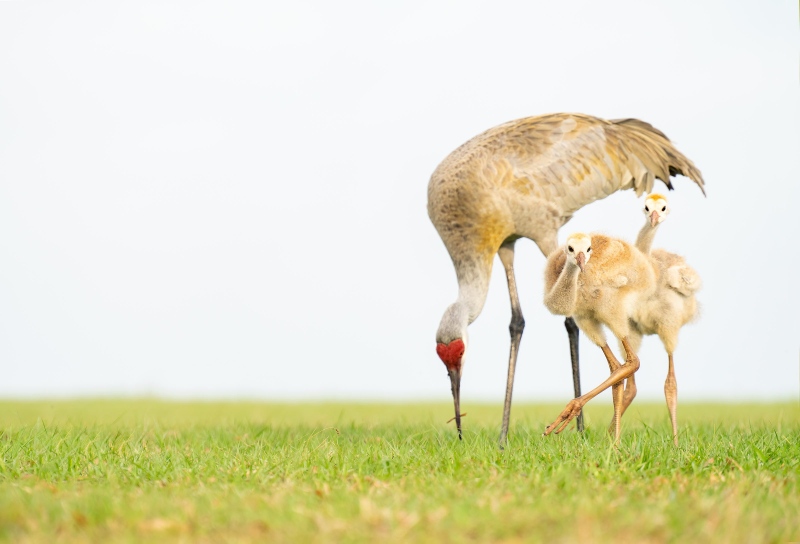 Sandhill-Crane-3200-foraging-with-two-small-colts-_A1G0018-Indian-Lake-Estates-FL