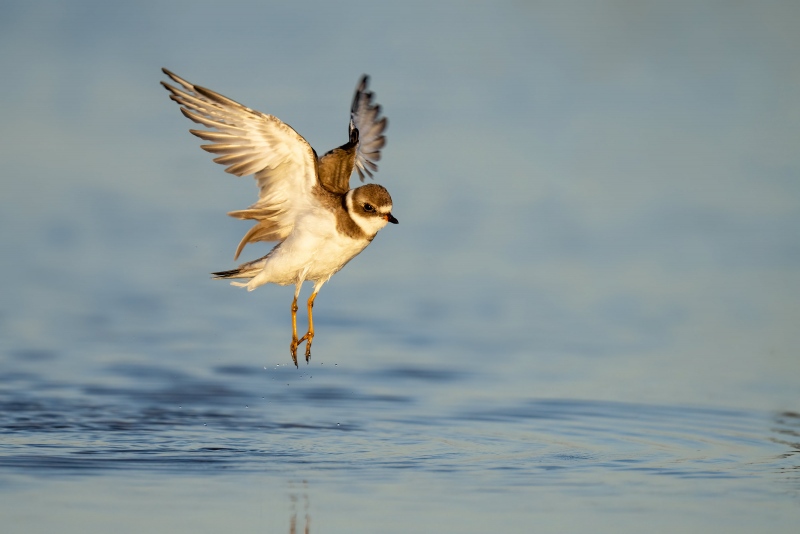 Semipalmated-Plover-3200-flapping-after-bath-_A1B3236-Fort-DeSoto-Park-FL