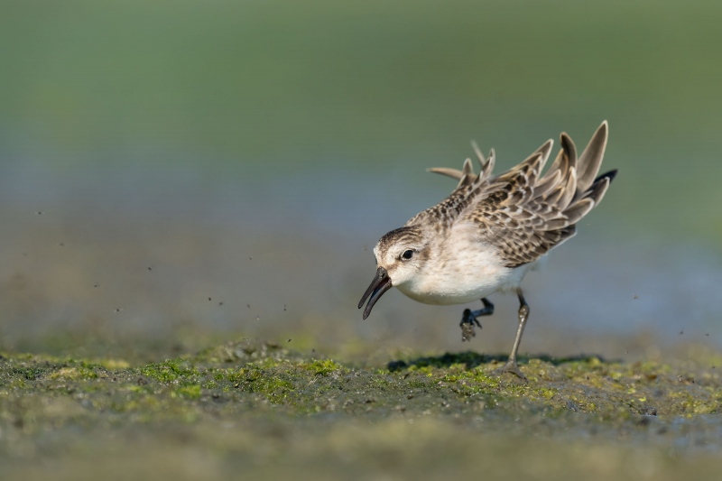 Semipalmated-Sandpiper-3200-charging-aggressively-_A1G3982-East-Pond-Jamaica-Bay-Wildlife-Refuge-Queens-NY