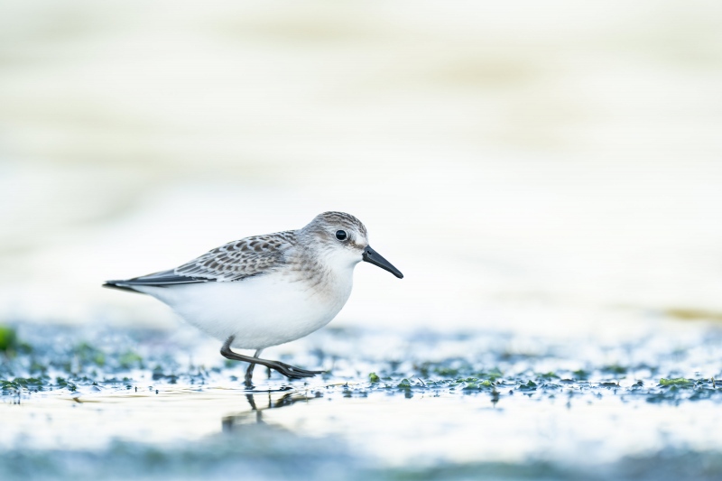 Semipalmated-Sandpiper-3200-juvneile-in-no-light-_A1G4355-East-Pond-Jamaica-Bay-Wildlife-Refuge-Queens-NY