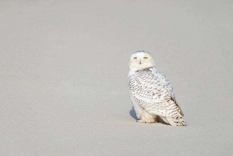 Snowy-Owl-3200-on-clean-sand-beach-_A1B1230-Westhampton-Beach-LI-NY
