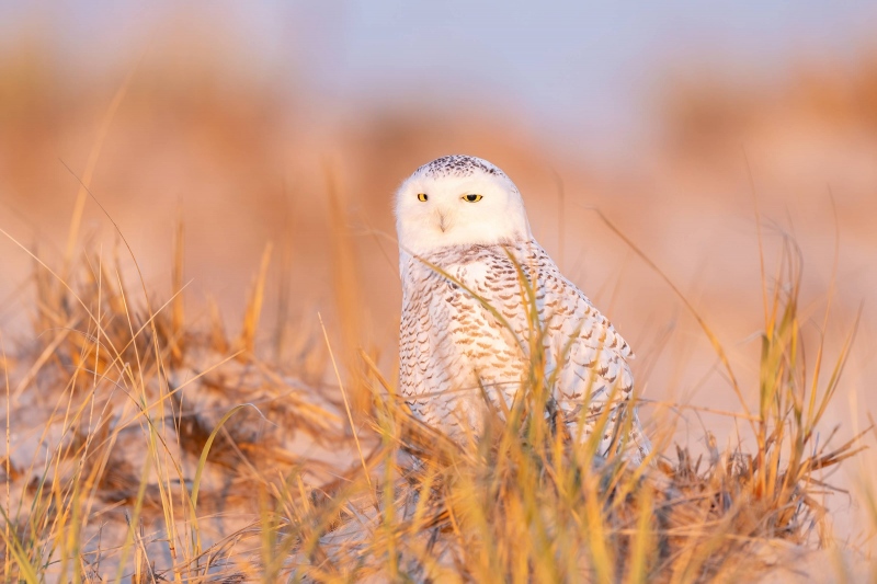 Snowy-Owl-3200-on-dune-in-early-morning-light-_A1B0420-Westhampton-Beach-LI-NY-2