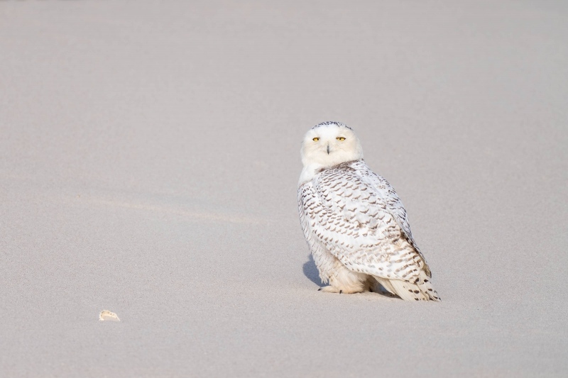 Snowy-Owl-on-beach-with-shell-moved-_A1B1230-Westhampton-Beach-LI-NY