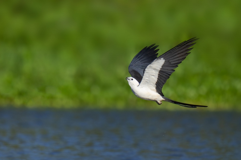 Swallow-tailed-Kite-3200-after-sipping-_A1G0535Lake-Woodruff-Deland-FL
