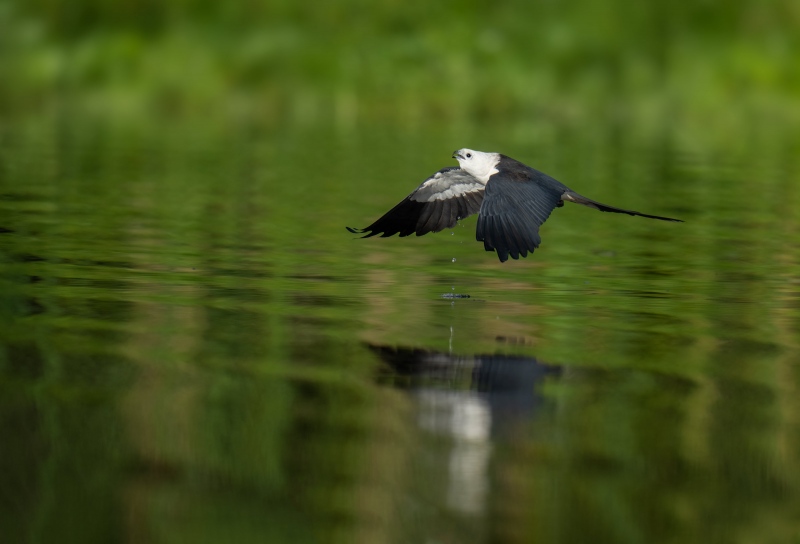 Swallow-tailed-Kite-3200-sipping-take-off-_A1G1013Lake-Woodruff-Deland-FL