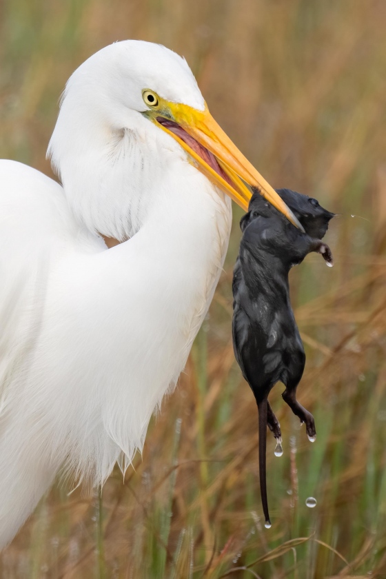 TIGHT-VERT-CROP-3200-Great-Egret-with-rodent-prey-in-marsh-_A1B3068-Indian-Lake-Estates-FL
