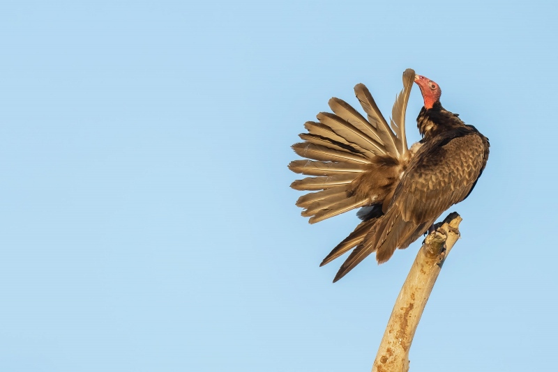 Turkey-Vulture-3200-preening-primary-feather-_A1B0800-Indian-Lake-Estates-FL