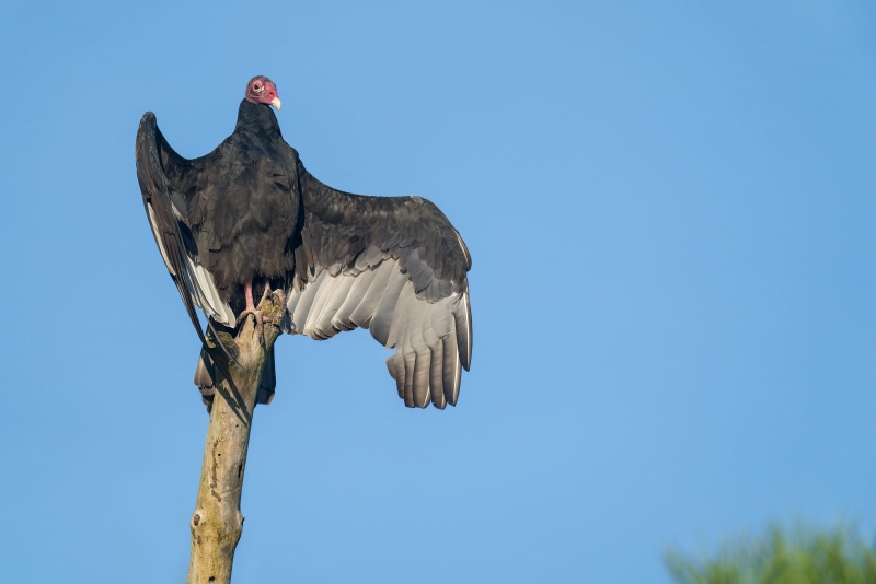 Turkey-Vulture-3200-sunning-_A1G2669-Indian-Lake-Estates-FL