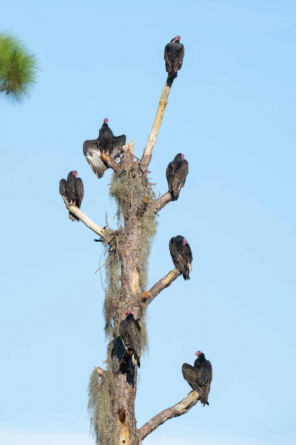 Turkey-Vultures-3200-on-dead-pine-tree-_A1G2903-Indian-Lake-Estates-FL