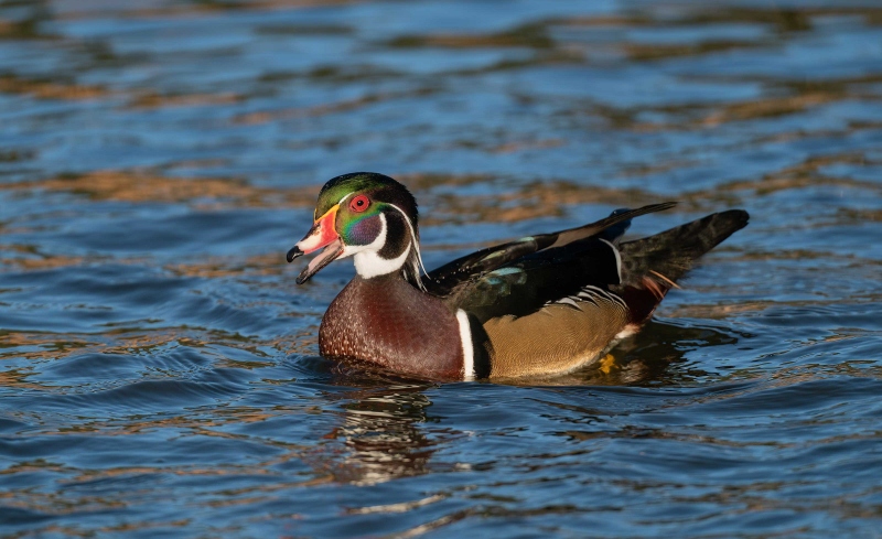Wood-Duck-3200-calling-_A920864-Santee-Lakes-CA
