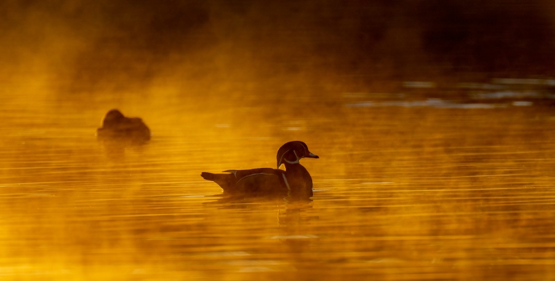 Wood-Ruddy-Duck-3200-fire-in-the-mist-_A1G1335-Santee-Lakes-Preserve-CA