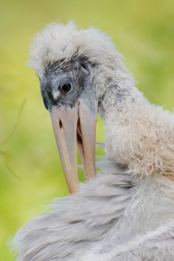 Wood-Stork-100-pct-crop-large-chick-in-nest-preening-_A1G4268-North-Tampa-Rookery-FL