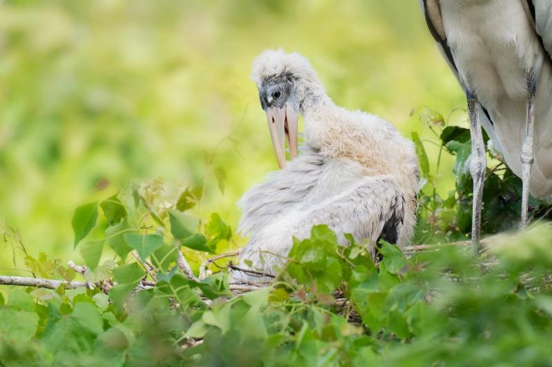 Wood-Stork-3200-LIGHTER-large-chick-in-nest-preening-_A1G4268-North-Tampa-Rookery-FL
