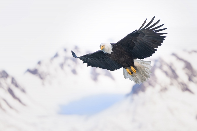 bald-eagle-mountain-shot-_A1B1504Homer-Alaska-2022B
