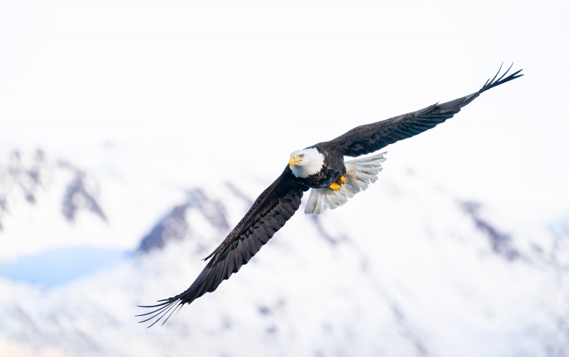bald-eagle-over-mountain-_3200-A1G6611-Kachemak-Bay-AK