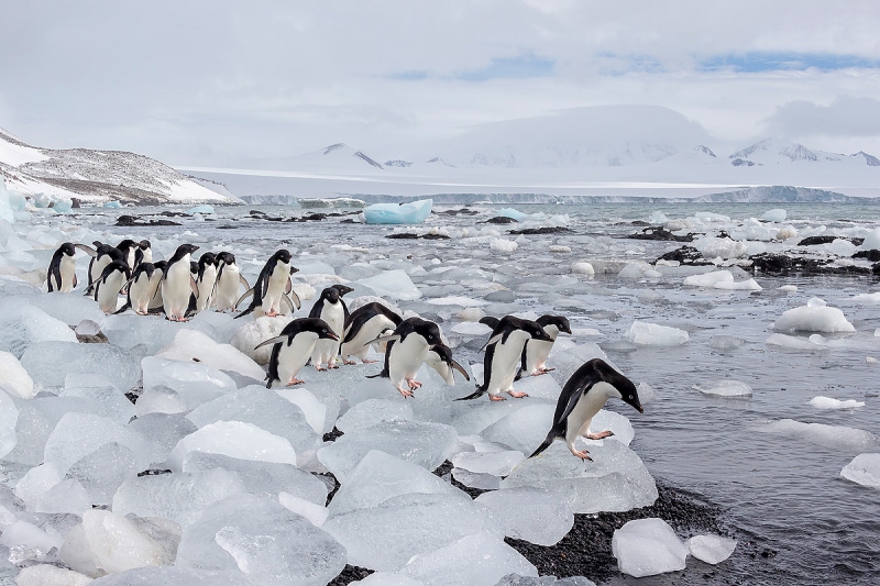 clemensAdelie-penguins-lined-up-on-ice-blocks_E7T8159-Brown-Bluff-Antarctica