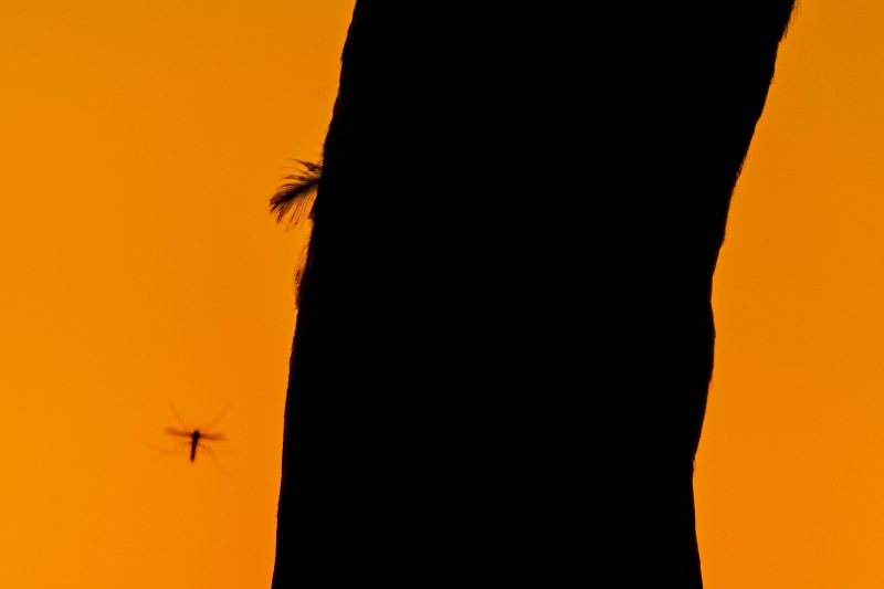 feather-and-mosquito-1600-Sandhill-Crane-sunset-SILH-_A1B7010-Indian-Lake-Estates-FL