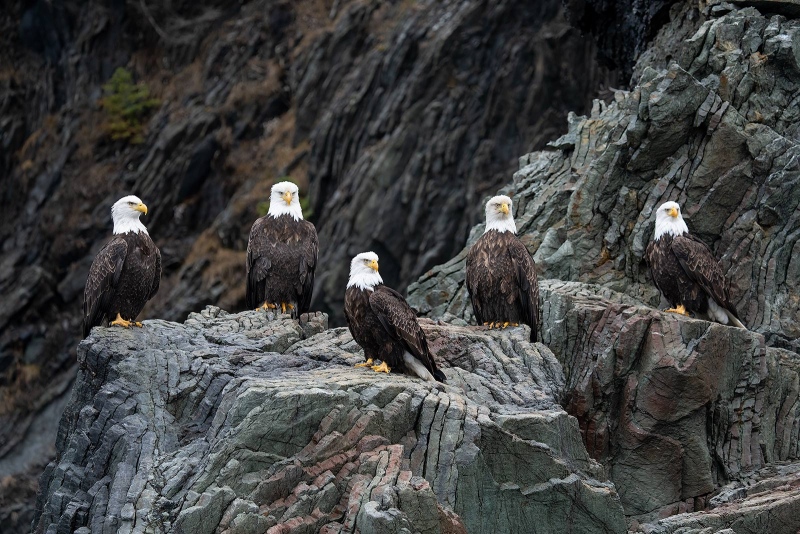 five-Bald-Eagles-1600-_A1G5746-Kachemak-Bay-AK