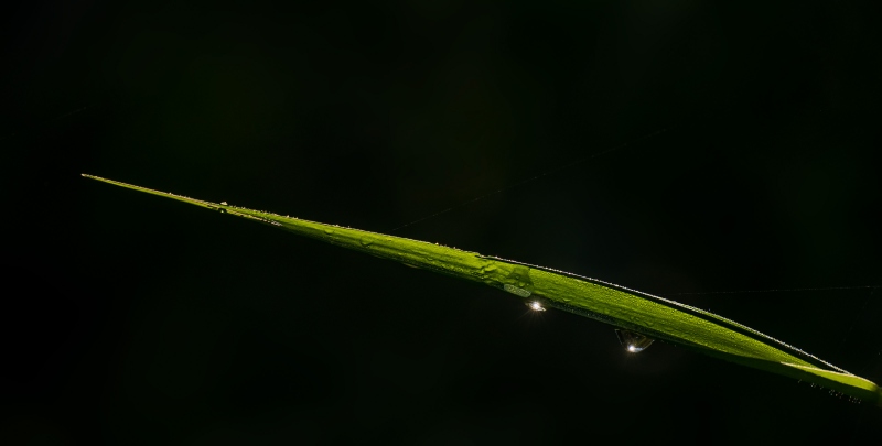 grass-blade-and-dew-drops-_A1B3286-Lakeland-FL