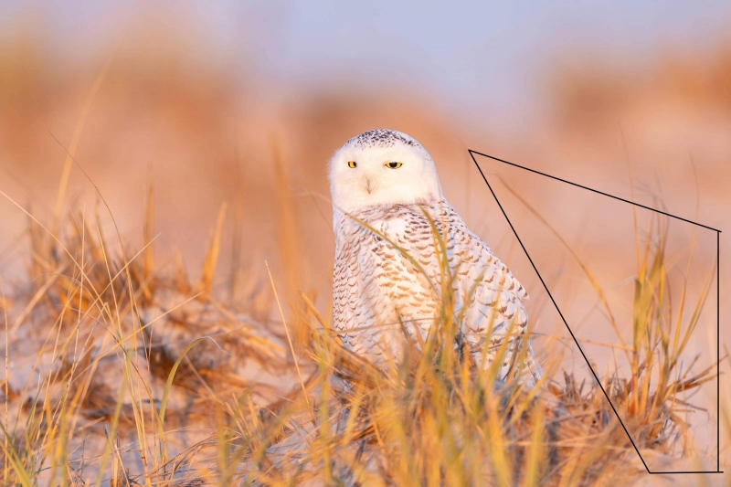 save-the-grass-triangle-Snowy-Owl-3200-on-dune-in-early-morning-light-_A1B0420-Westhampton-Beach-LI-NY-2-copy