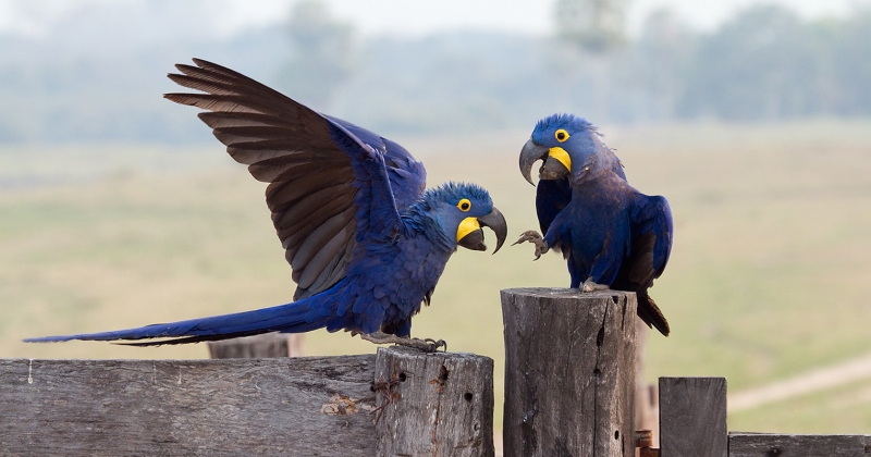Macaws discussing
