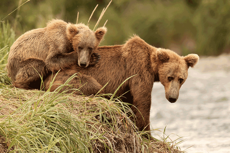 Playful Bear Cubs Gif
