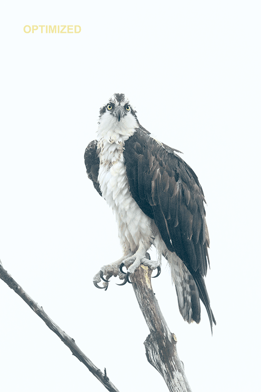 7D II ISO 1600. Part III Staring Osprey & Used Canon