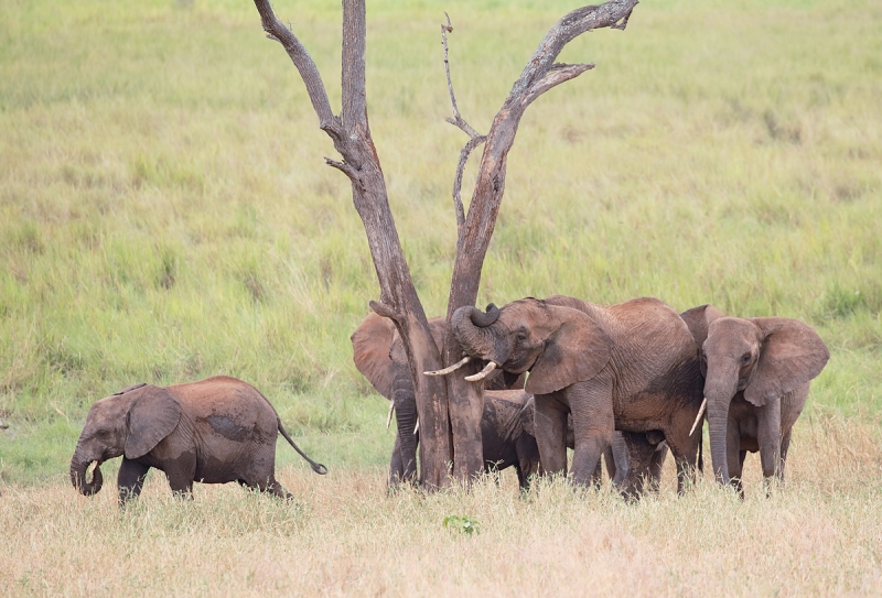 african-elephants-at-rubbing-tree-post-_y5o0213-tarangire-national-park-tanzania-jpg