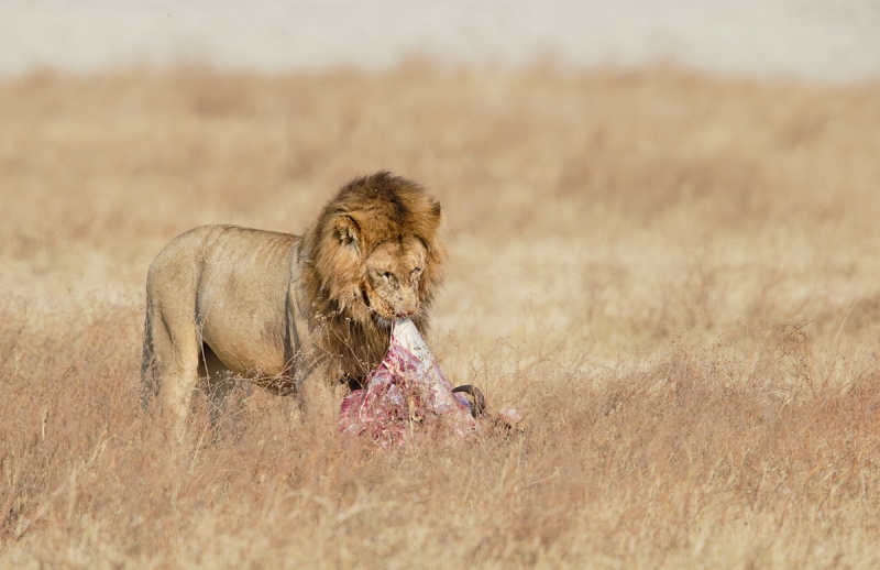 african-lion-eating-wildebeest-_y7o6893-ngorongoro-crater-tanzania