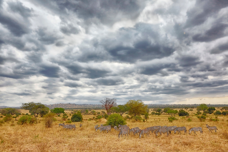 burchells-zebra-herd-with-stormy-sky-darker-_a1c2720-tarangire-national-park-tanzania