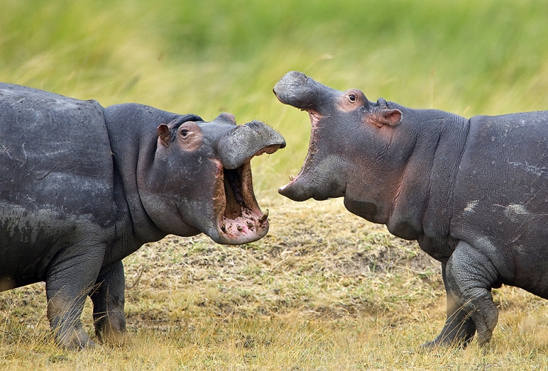 crater-hippos-spar-2