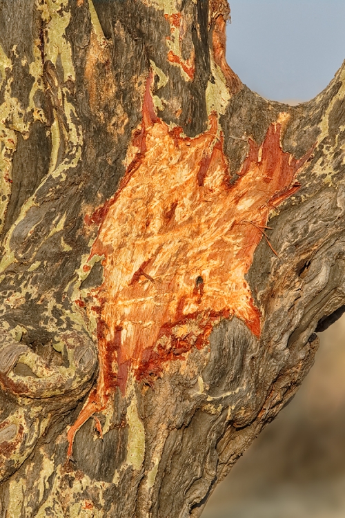 elephant-scratching-post-on-yellow-bark-acacia-tree-_y5o6353-seronera-serengeti-tanzania