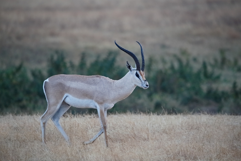 grants-gazelle-_y5o6426-ngorongoro-crater-tanzania