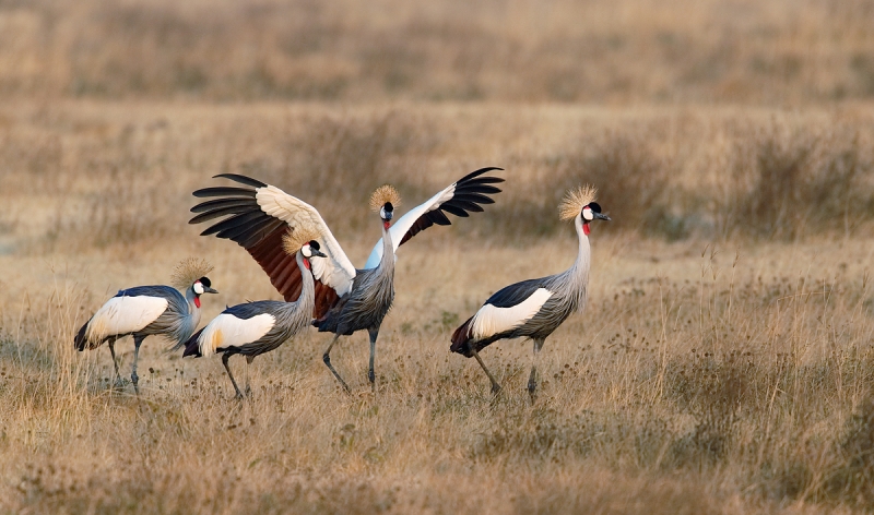 grey-crowned-crane-courtship-dance-_y5o6932-ngorongoro-crate-tanzania