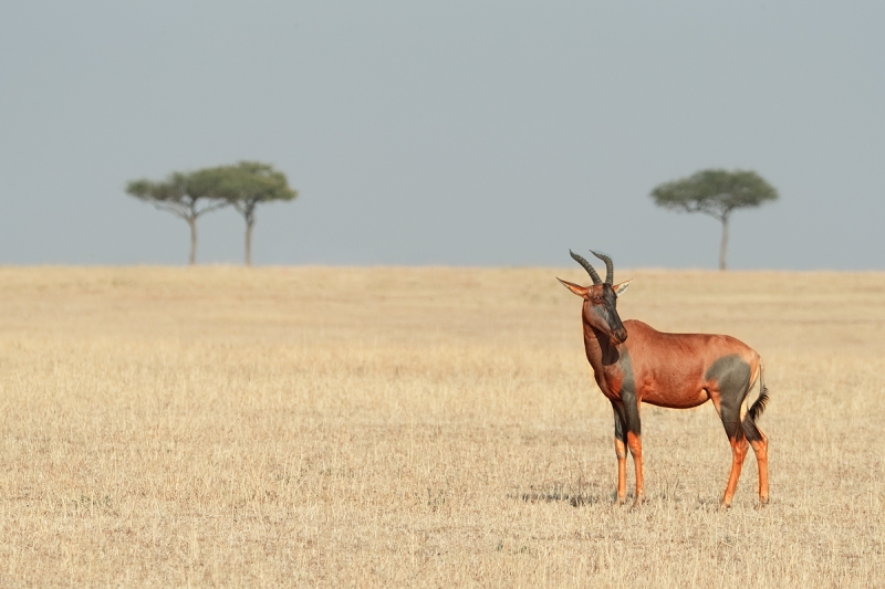 hardebeest-on-plains-_y5o2194-mobile-tented-camp-mara-river-serengeti-tanzania