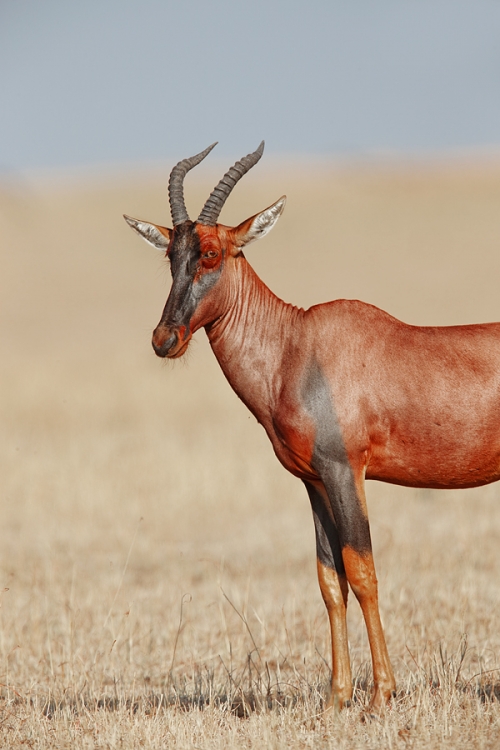 hardebeest-vertical-front-end-portrait-_y7o4157-mobile-tented-camp-mara-river-serengeti-tanzania