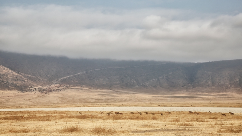 hyenas-waiting-paitently_a1c3167-ngorongoro-crater-tanzania