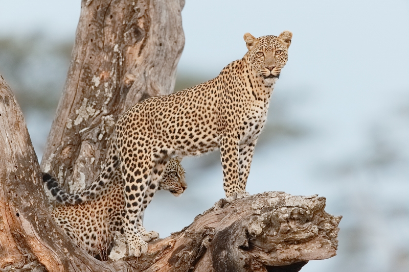 leopard-adult-and-young-in-tree-_y5o6321-seronera-serengeti-tanzania-jpg